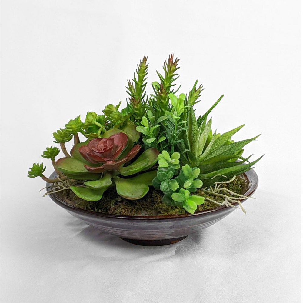 Catus1